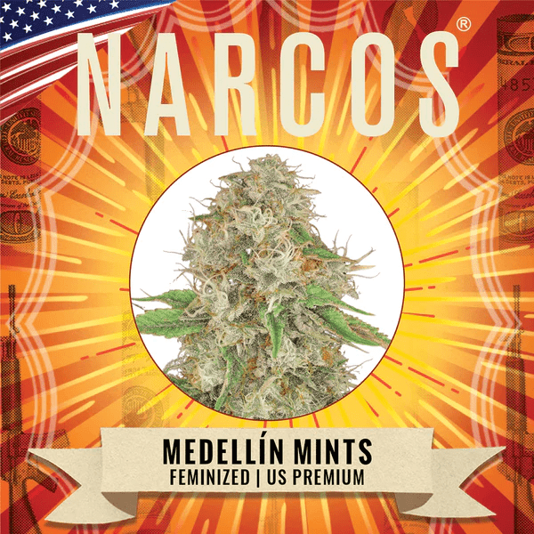 Narcos Medellin Mints Feminized (3 seeds pack) - BudMother.com