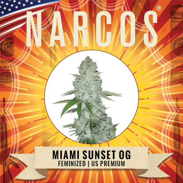 Narcos Miami Sunset OG Feminized (3 seeds pack) - BudMother.com