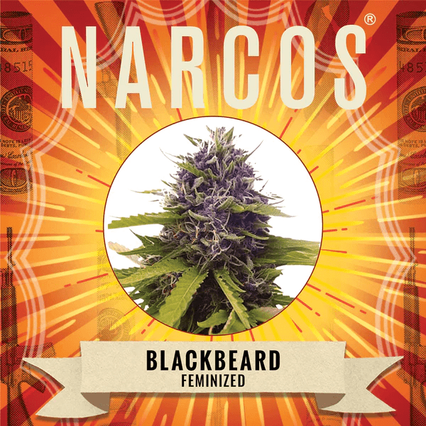 Narcos Blackbeard Feminized (3 seeds pack) - BudMother.com
