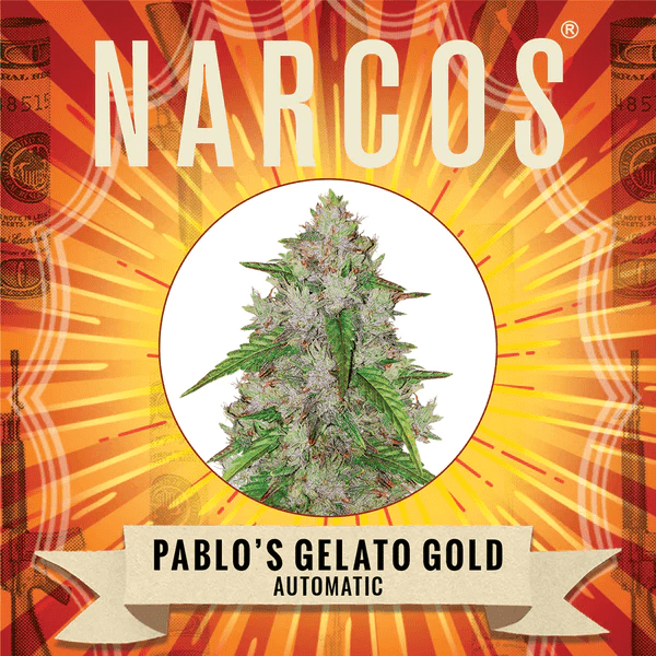 Narcos Pablo's Gelato Gold Autoflowering (3 seeds pack) - BudMother.com