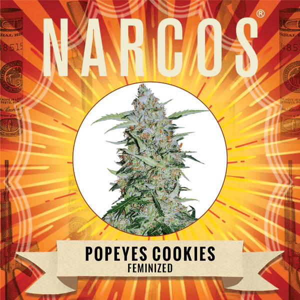Narcos Popeyes Cookies Feminized (3 seeds pack) - BudMother.com
