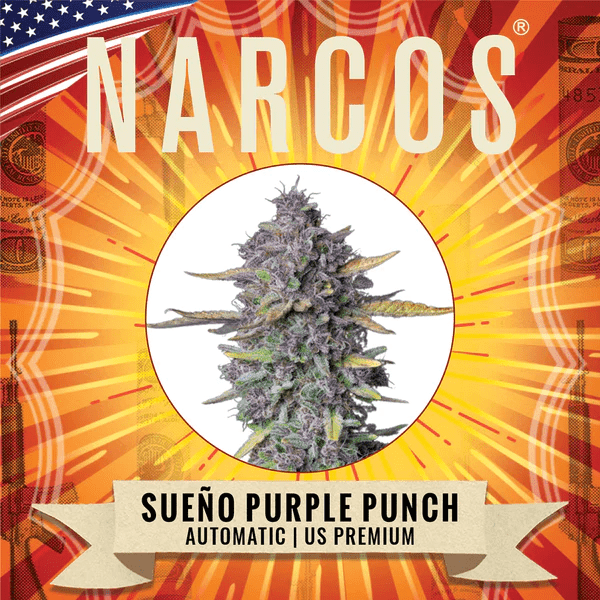 Narcos Sueno Purple Punch Autoflowering (3 seeds pack) - BudMother.com