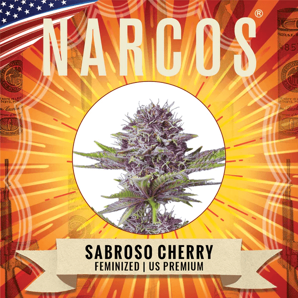 Narcos Sabroso Cherry Feminized (3 seeds pack) - BudMother.com
