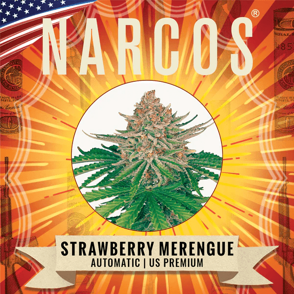 Narcos Strawberry Merengue Autoflowering (3 seeds pack) - BudMother.com